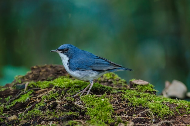 Siberian blue robin (Luscinia cyane)