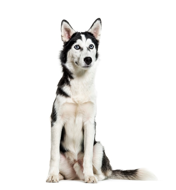 Siberian Husky, 6 mesi, seduto di fronte a uno sfondo bianco