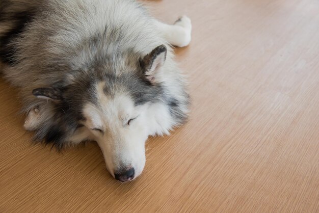 Siberian Husky, cane assonnato e adorabile animale domestico