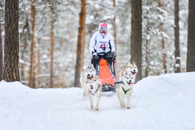 Siberian husky da slitta trainata da cani da corsa. Mushing winter concorrenza. I cani da slitta husky in imbracatura tirano una slitta con conducente di cani.