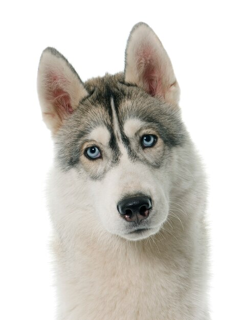 siberian husky grigio