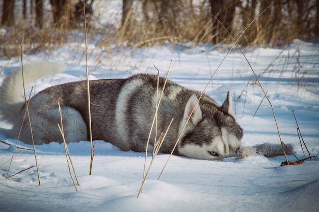 Siberian Husky seduto nella neve