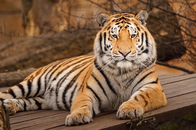 Siberian Tiger