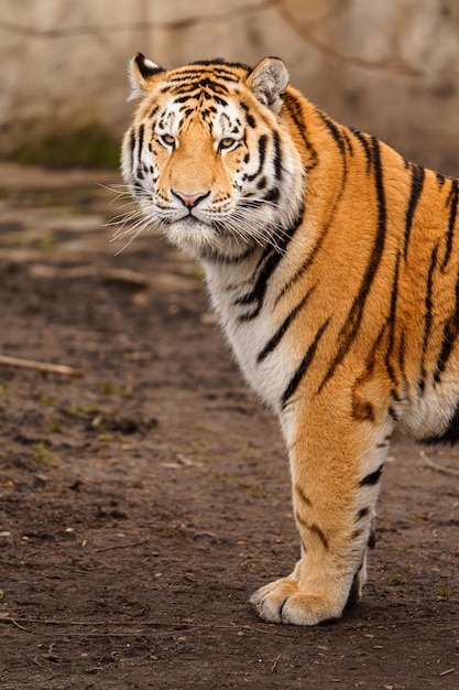 Siberian Tiger