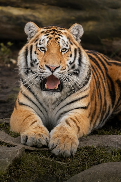 Siberian Tiger