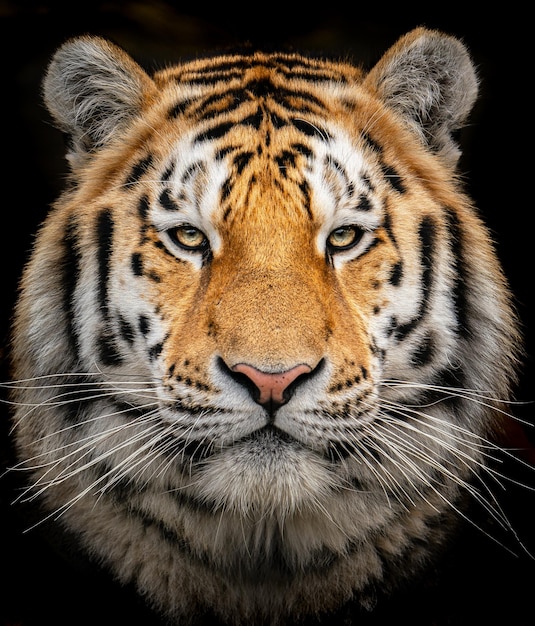 Siberian Tiger