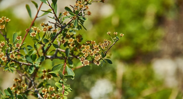 Sibiraea altaensis