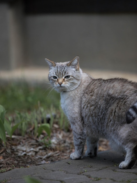 Sicurezza per gatti all'aperto Collare per pulci e zecche Gatto britannico Cute cat Flea Remedy Protezione per le zecche