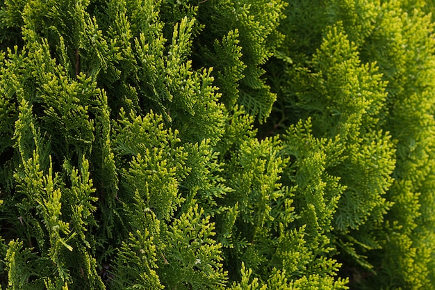 Siepe di tuia verde da vicino. Sfondo del modello naturale, trama per il design.