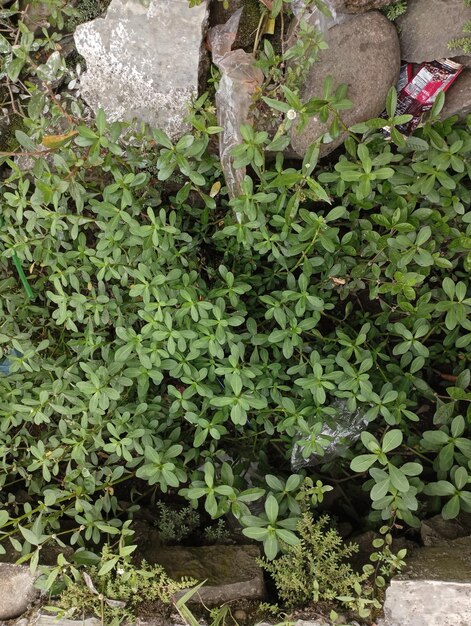 Siepe sempreverde del primo piano nel giardino