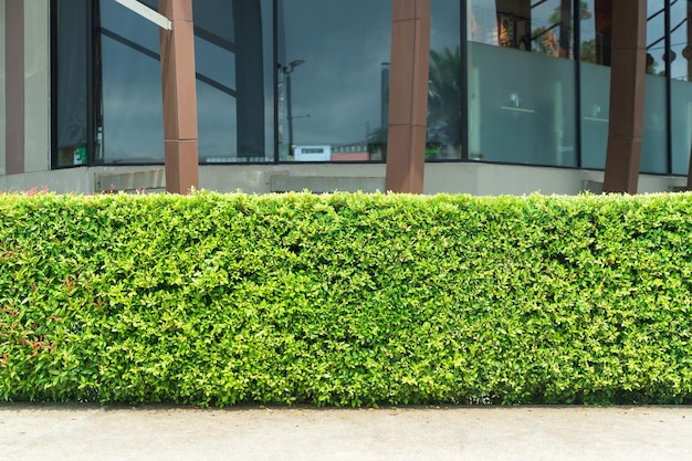 Siepe verde con strada in cemento