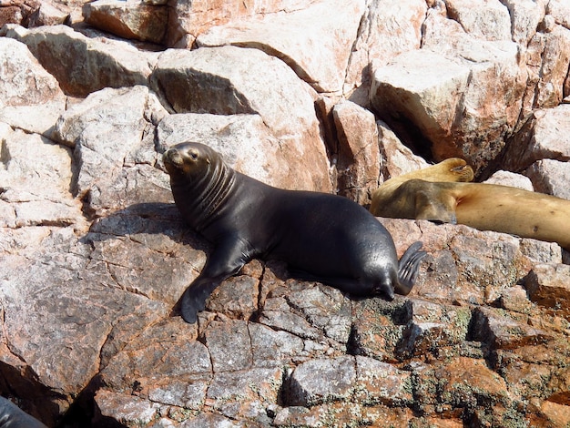 Sigilli sulle rocce nell'Oceano Pacifico Paracas Perù