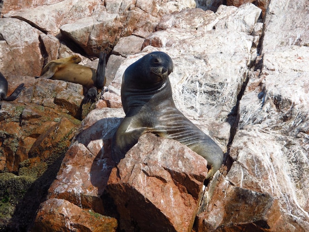 Sigilli sulle rocce nell'Oceano Pacifico Paracas Perù