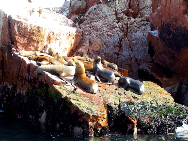 Sigilli sulle rocce nell'Oceano Pacifico Paracas Perù