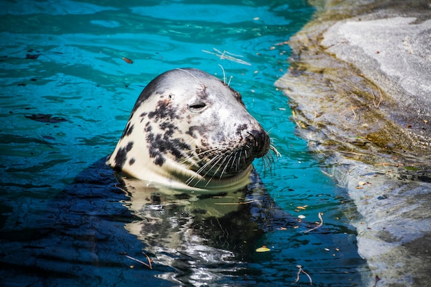 sigillo che riposa al sole nell'acqua