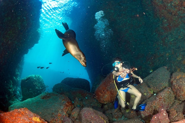 sigillo di leone marino che arriva a Capelli neri giovane e bella latina messicana Scuba Diver