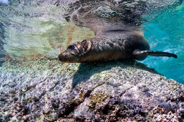 sigillo di leone marino che viene da te sott'acqua