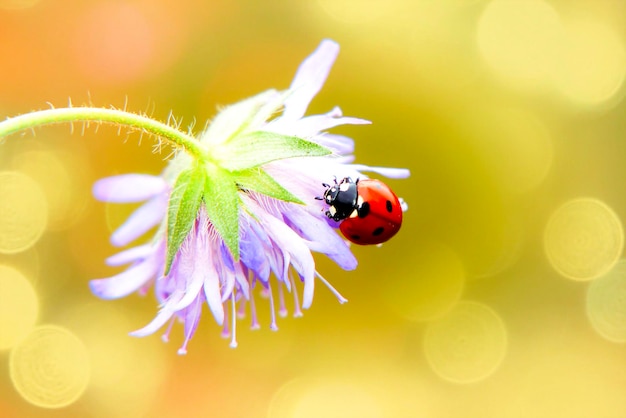 Signora insetto sul fiore