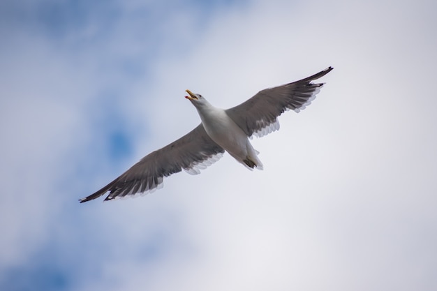 Sii libero come un uccello volante in Antartide