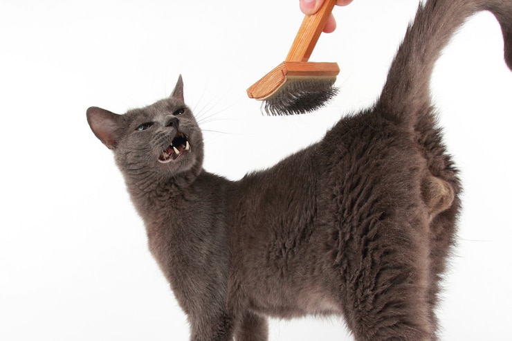 Photo sikat sisir kucing abu-abu di atas putih