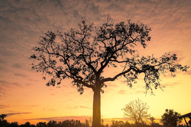 Silhouette albero con il cielo dorato dell'alba al mattino Nuovo giorno con il cielo arancione dell'alba