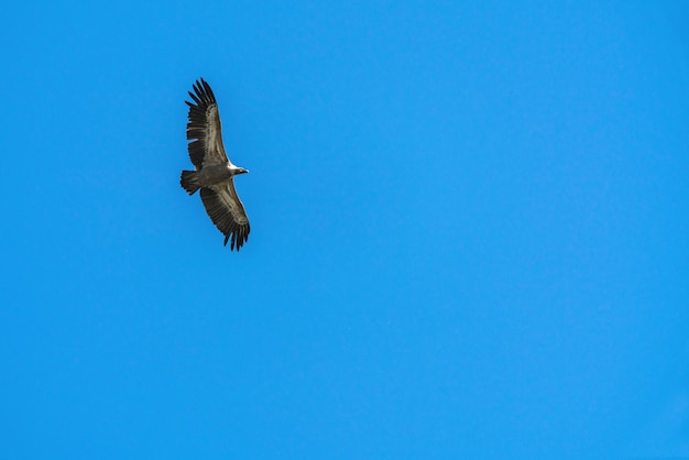 Silhouette Aquila della steppa che vola nel cielo blu