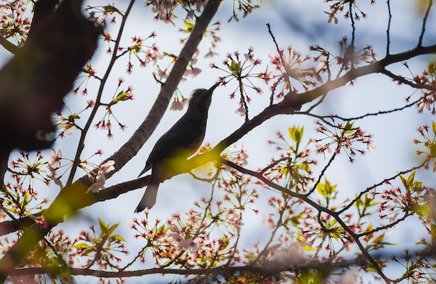 Silhouette Bird on Cherry Blossom Tree