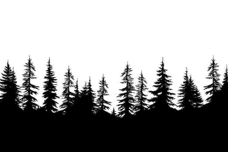 Foto silhouette di abete forestale di png all'aperto