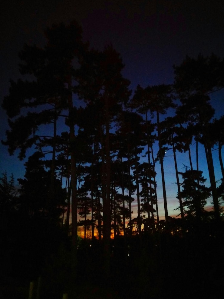 Foto silhouette di alberi al crepuscolo