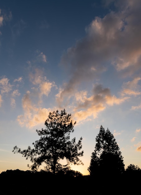 Silhouette di alberi al tramonto con cieli nuvolosi in Brasile