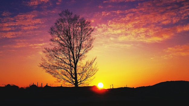 Silhouette di alberi al tramonto