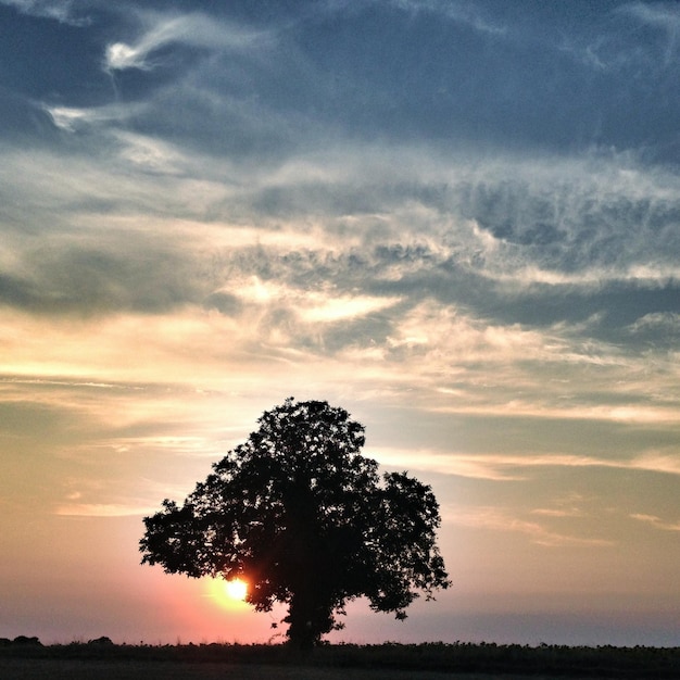 Silhouette di alberi al tramonto