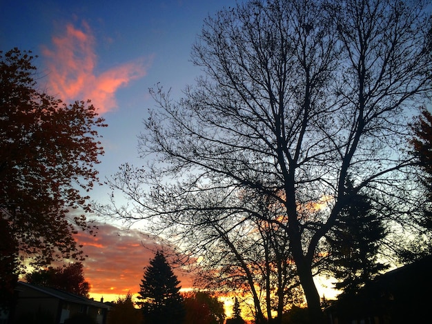 Silhouette di alberi al tramonto