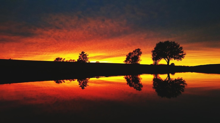 Foto silhouette di alberi al tramonto