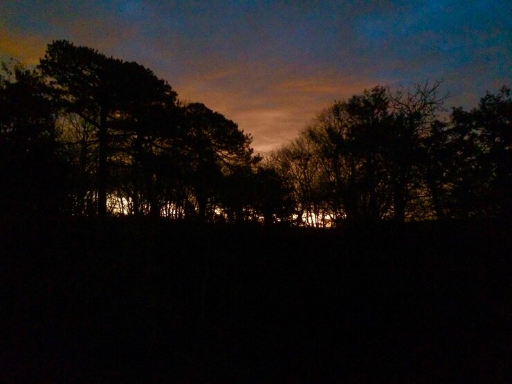 Foto silhouette di alberi al tramonto