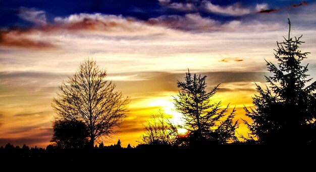 Silhouette di alberi al tramonto