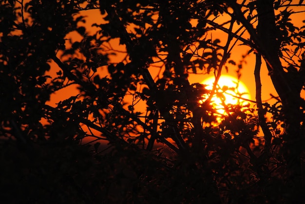 Silhouette di alberi al tramonto