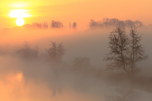 Silhouette di alberi contro il cielo al tramonto