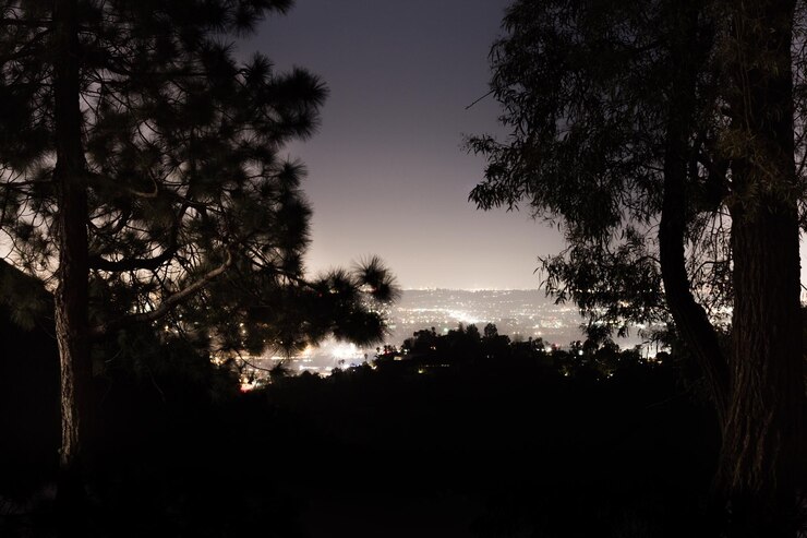 Foto silhouette di alberi contro il cielo di notte