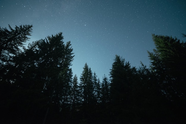 Silhouette di alberi contro il cielo notturno