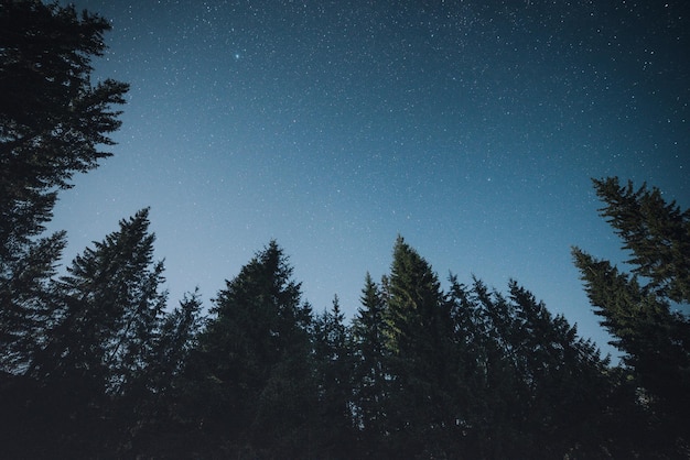 Silhouette di alberi contro il cielo notturno