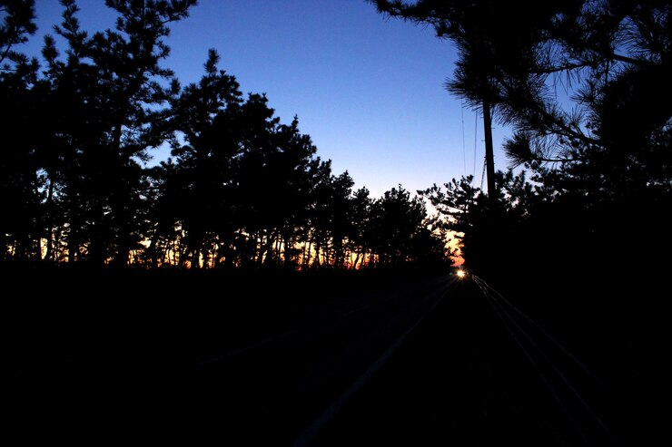 Foto silhouette di alberi contro il cielo