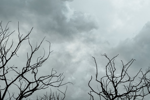 Silhouette di alberi morti sul cielo drammatico scuro e nuvole grigie