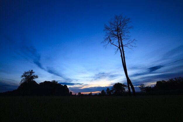 Silhouette di alberi sul campo contro il cielo al tramonto