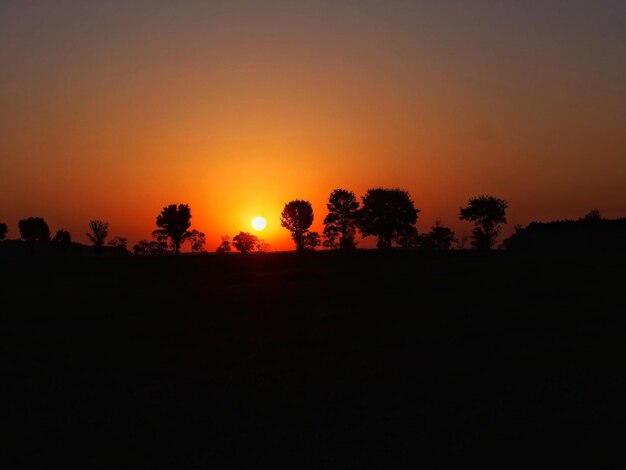 Silhouette di alberi sul campo contro il cielo arancione