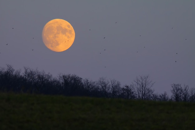Silhouette di alberi sul campo contro il cielo notturno
