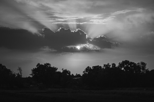 Silhouette di alberi sul campo contro il cielo