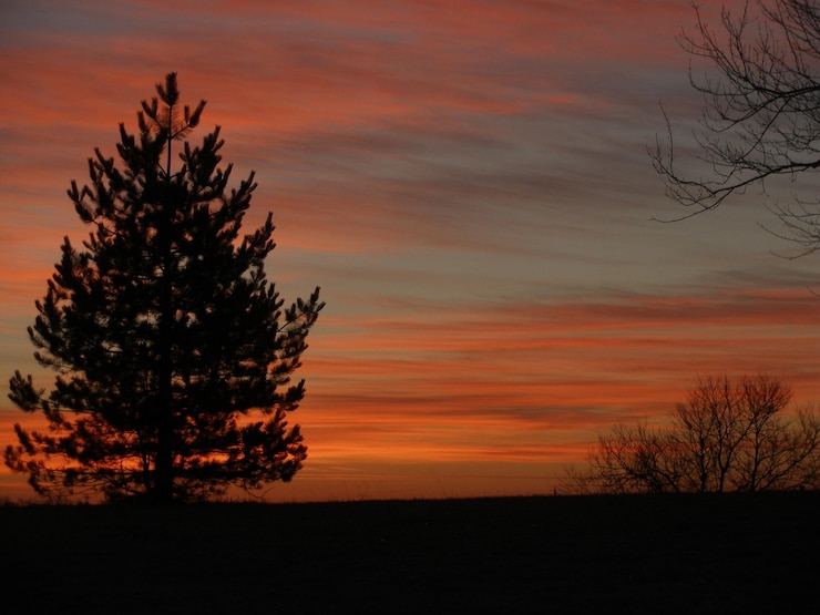 Foto silhouette di alberi sul campo contro un cielo nuvoloso durante l'alba