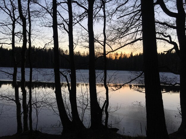 Silhouette di alberi sul lago contro il cielo durante il tramonto