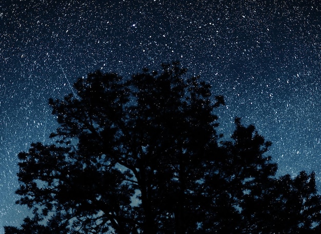 Silhouette di alberi sullo sfondo del cielo notturno. Cielo notturno con le stelle.